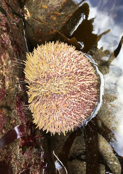 Sea Urchin echinoderm images echinodermata UK