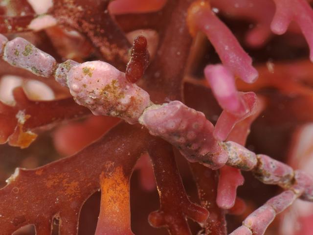 Lithophyllum corallinae Corallina officinalis coral weed Encrusting Red Algae Images