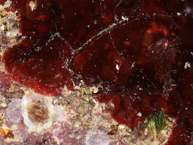 Peyssonnelia species Encrusting Red Algae Images