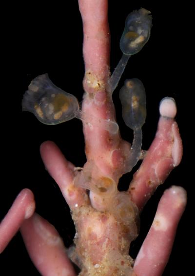 Entoprocta Goblet worms images UK