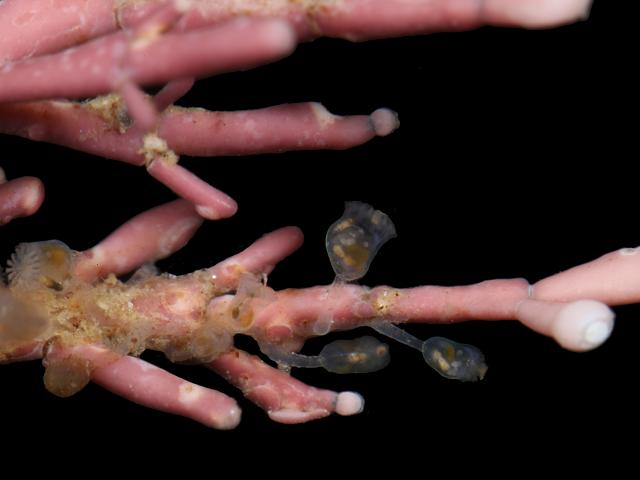 Pedicellina cernua Goblet Worm Entoproct images