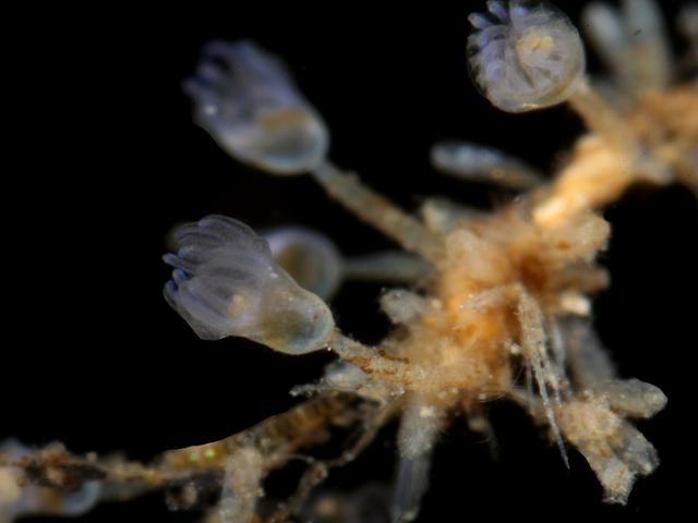 Pedicellina nutans Goblet Worm Entoproct images