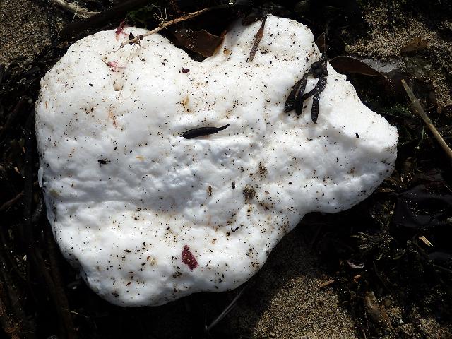 Pollution Incident West Cornwall Praa Sands Long Rock Penzance white substance chemical washing up beach marine APHOTOMARINE Environmental Images