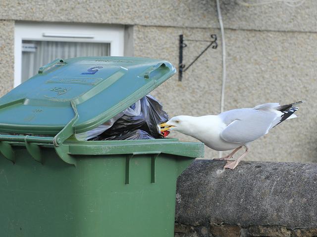 Seagull nuisance Vermin or intelligent opportunists avian refuse collectors Bin bag raiders Marine Environmental Images
