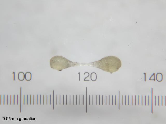 Hole Bearer or Foram Foraminifera Images