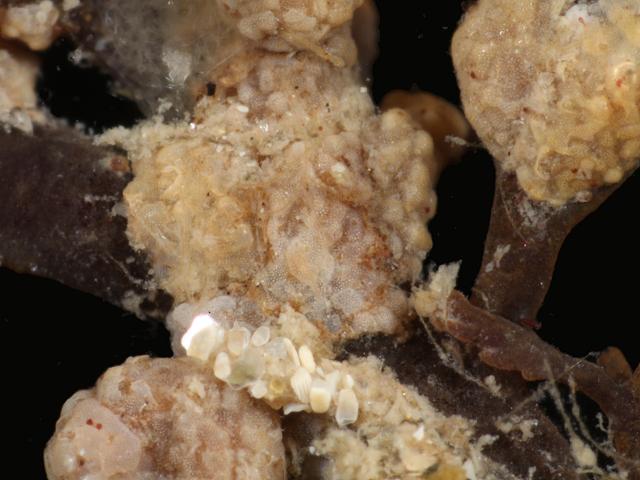 Acervulina inhaerens - An acervulinid foram (Foraminifera images)