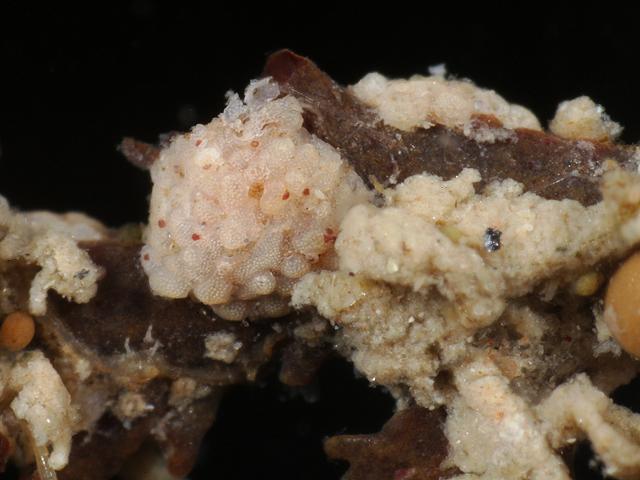 Acervulina inhaerens acervulinidae acervulinid foram Foraminifera Images