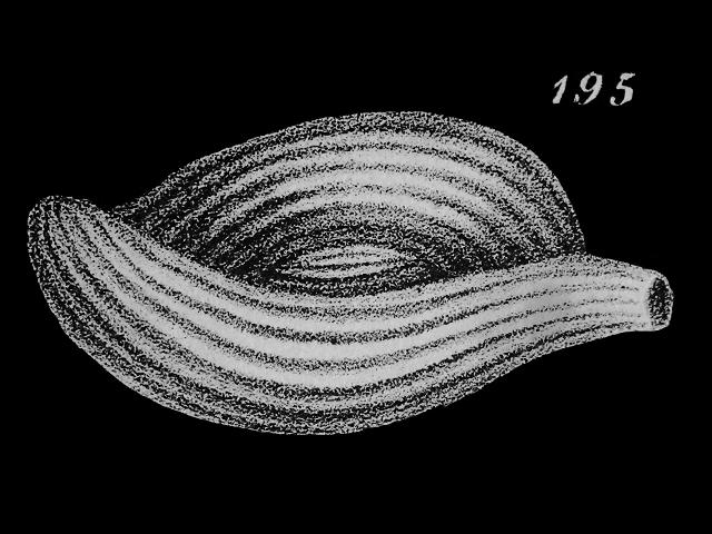 Adelosina elegans syn Miliolina bicornis var elegans cribrolinoididae cribrolinoidid foram Williamson Recent Foraminifera of Great Britain 1858 images