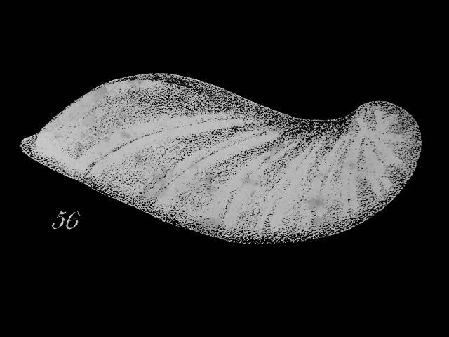 Astacolus subarcuatulus syn Cristellaria subarcuatula vaginulinidae vaginulinid foram Williamson Recent Foraminifera of Great Britain 1858 images