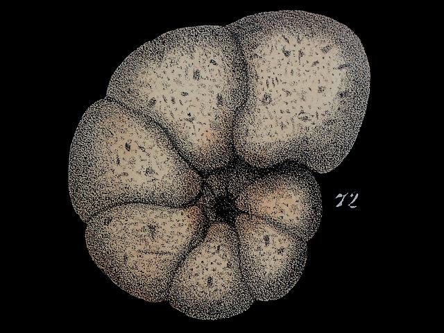 Cribrostomoides jeffreysii syn Nonionina jeffreysii ammosphaeroidinidae ammosphaeroidinid foram Williamson Recent Foraminifera of Great Britain 1858 images