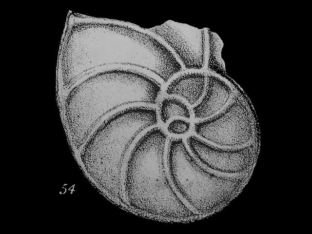Cristellaria calcar var rotifer lagenidae lagenid foram Williamson Recent Foraminifera of Great Britain 1858 images
