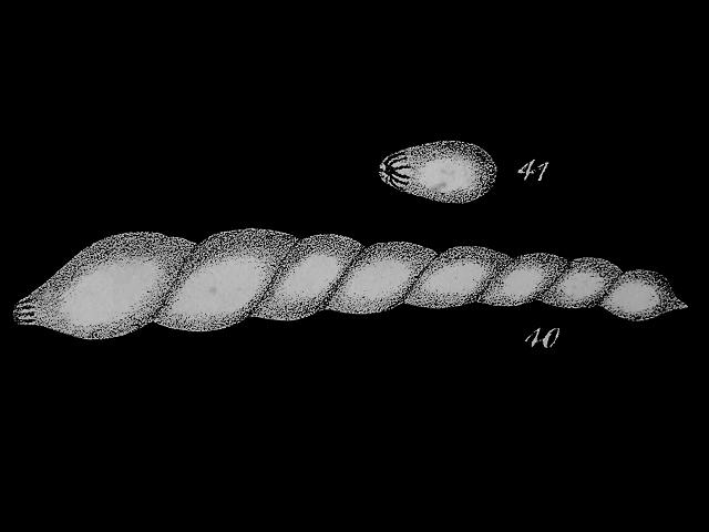 Dentalina subarcuata nodosariidae nodosariid foram Williamson Recent Foraminifera of Great Britain 1858 images