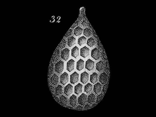 Favulina hexagona syn Entosolenia squamosa var hexagona ellipsolagenidae ellipsolagenid foram Williamson Recent Foraminifera of Great Britain 1858 images