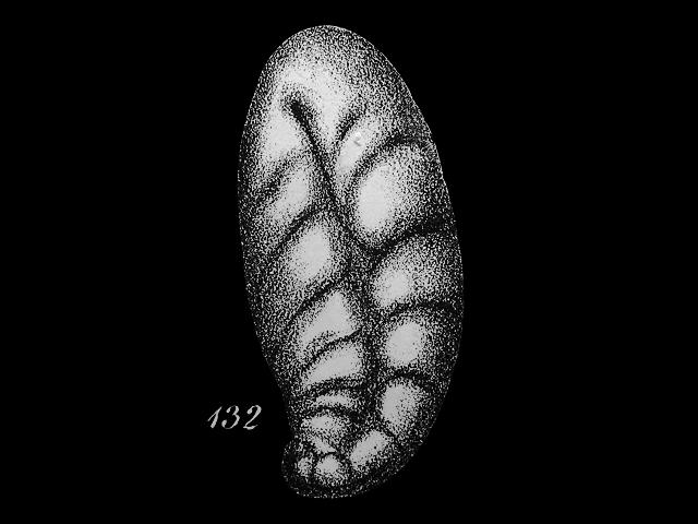 Geminospira convoluta syn Bulimina pupoides var convoluta robertinidae robertinid foram Williamson Recent Foraminifera of Great Britain 1858 images