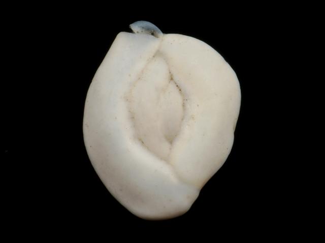 Massilina secans Hole Bearer or Foram Foraminifera Images
