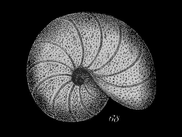 Melonis affinis syn Nonion barleeanum Nonionina affinis barleeana melonid foram Williamson Recent Foraminifera of Great Britain 1858 images