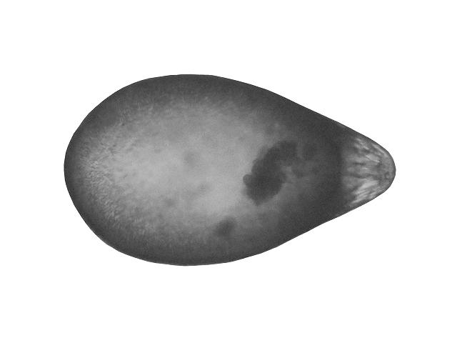 Oolina globosa syn Entosolenia globosa ellipsolagenidae ellipsolagenid foram Williamson Foraminifera Images