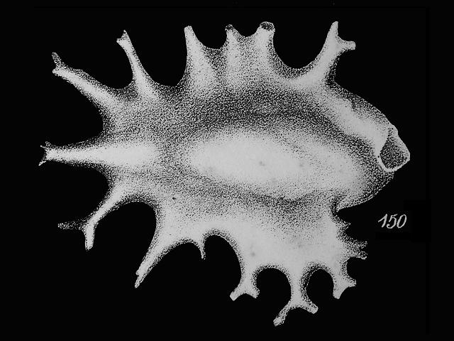 Polymorphina fistulosa polymorphinidae polymorphinid foram Williamson Recent Foraminifera of Great Britain 1858 images