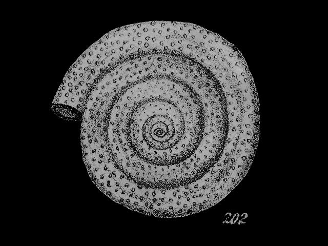 Spirillina perforata spirillinidae spirillinid foram Williamson Recent Foraminifera of Great Britain 1858 images