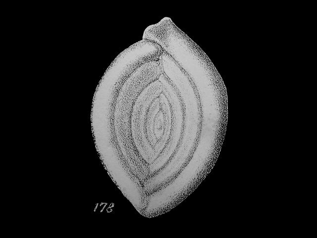 Spiroloculina rotunda syn Spiroloculina depressa var rotundata spiroloculinidae spiroloculinid foram Williamson Recent Foraminifera of Great Britain 1858 images