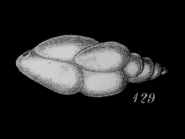 Stainforthia fusiformis syn Bulimina pupoides var fusiformis stainforthiidae stainforthiid foram Williamson Recent Foraminifera of Great Britain 1858 images