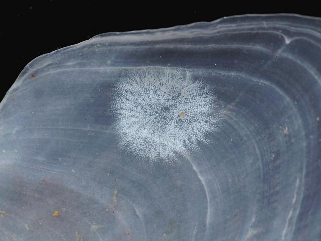 fungus Dosima fascicularis Buoy barnacle plate marine fungi images