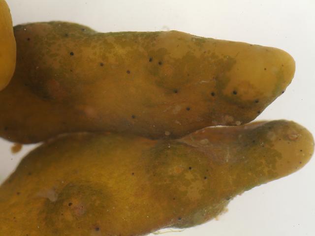 Stigmidium ascophylli a lichenicolous ascomycete on Pelvetia canaliculata and Ascophyllum nodosum Marine fungi images