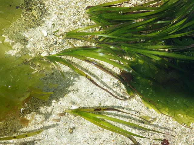 Labyrinthula zosterae Wasting Disease of Seagrass Zostera marina protist images
