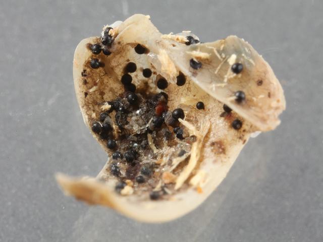 Corollospora maritima Marine sac fungi images