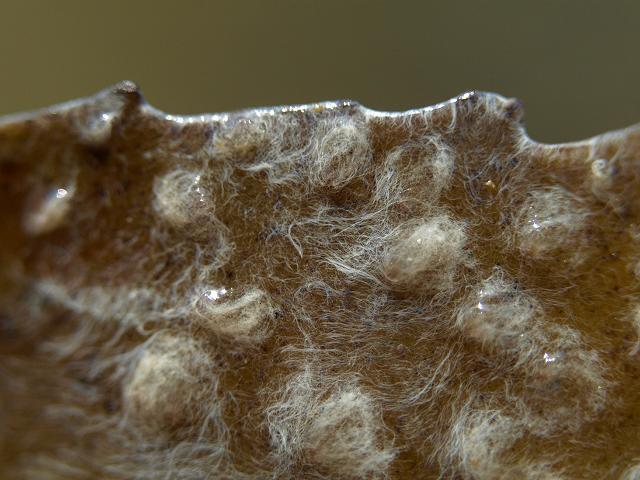 Marine fungi fungus on Saw wrack Fucus serratus images