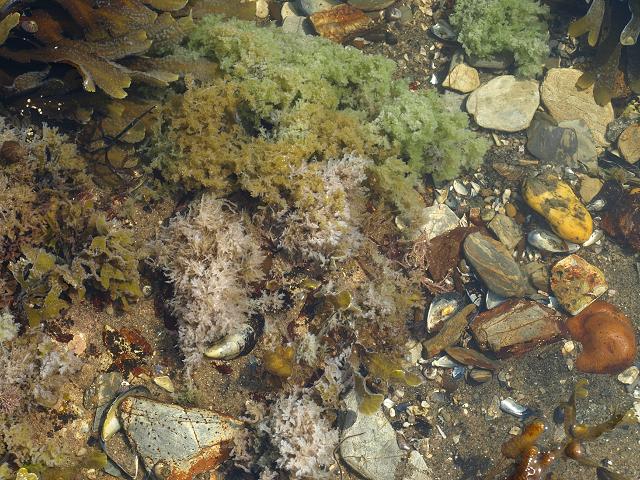 Marine fungi fungus on seaweed algae images