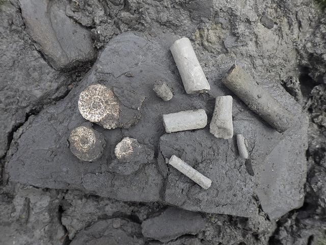 Fossils collected collection hunting Jurassic Coast Charmouth Dorset Calcite Pyrite Ammonite Belemnite Crinoid Images