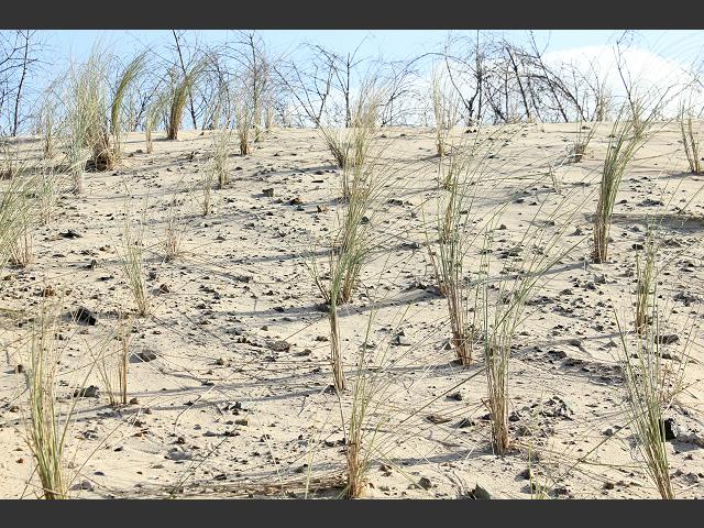 Sand dune stabilisation with Marram Grass Coastal Wind Sand Erosion Images