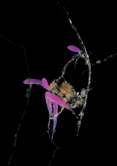 Hydroid Hydrozoa sea fir siphonophore images uk