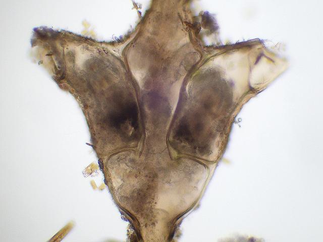 Dynamena pumila Sea oak coralline Sea Fir Hydrozoa Hydroid Images