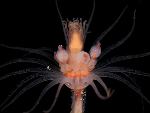 Tubularia indivisa Linnaeus, 1758 - A tubulariid hydroid (Hydrozoa images)