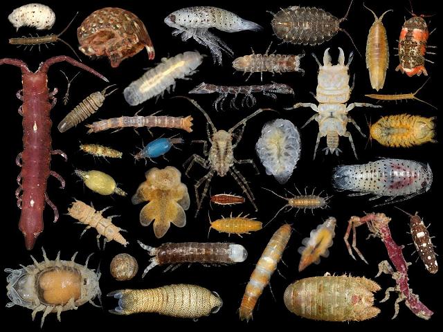 How Many Types Of Isopods Are There