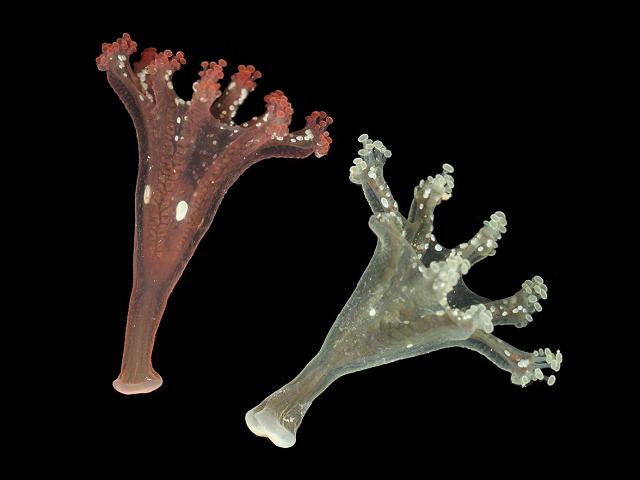 Calvadosia campanulata Lucernariopsis Stalked jellyfish Staurozoa Images