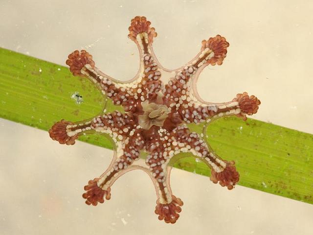 Calvadosia cruxmelitensis Lucernariopsis St Johns stalked jellyfish Staurozoa Images