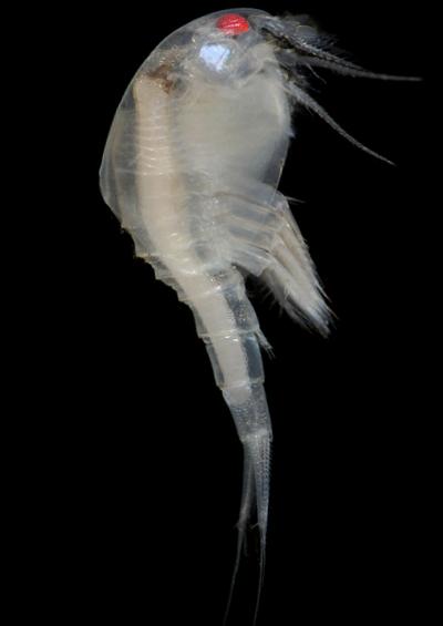 Nebaliacea Leptostraca nebalia shrimp like animal Images UK