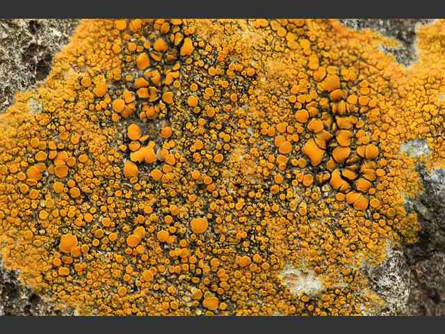 Caloplaca marina Orange Sea Lichen Images