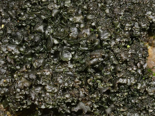 Collema crispum Crinkled Jelly Lichen Images