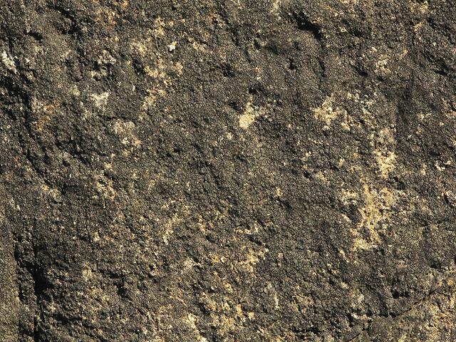 Verrucaria maura Hydropuntaria Black Tar Lichen Images