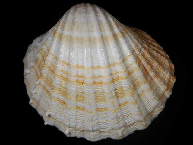 Acanthocardia aculeata Spiny cockle or Red nose Marine Bivalve Images