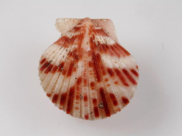 Aequipecten commutatus Canestrello scallop Marine bivalve images