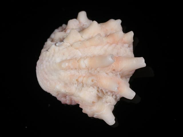 Arcinella cornuta Florida spiny jewelbox Marine Bivalve Images