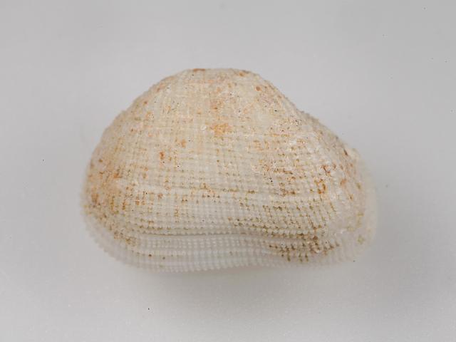 Arcopsis adamsi Adams minature ark shell Marine Bivalve Images