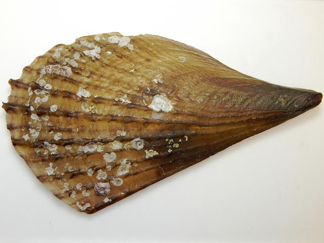 Atrina rigida Stiff pen shell Fan mussel Marine Bivalve Images