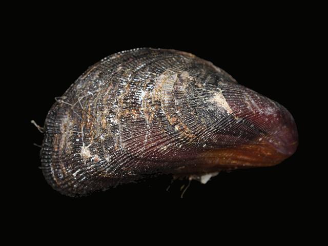 Brachidontes exustus Scorched mussel Marine Bivalve Images