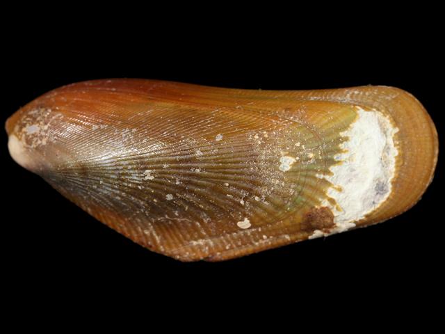 Brachidontes modiolus Yellow mussel marine bivalve images